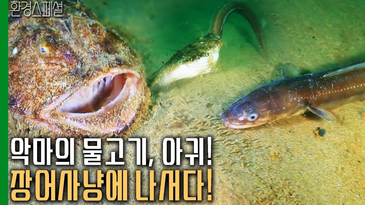 악마의 물고기 아귀! 장어사냥에 나서다! [환경스페셜-바다의 사냥꾼] / KBS 20120502 방송