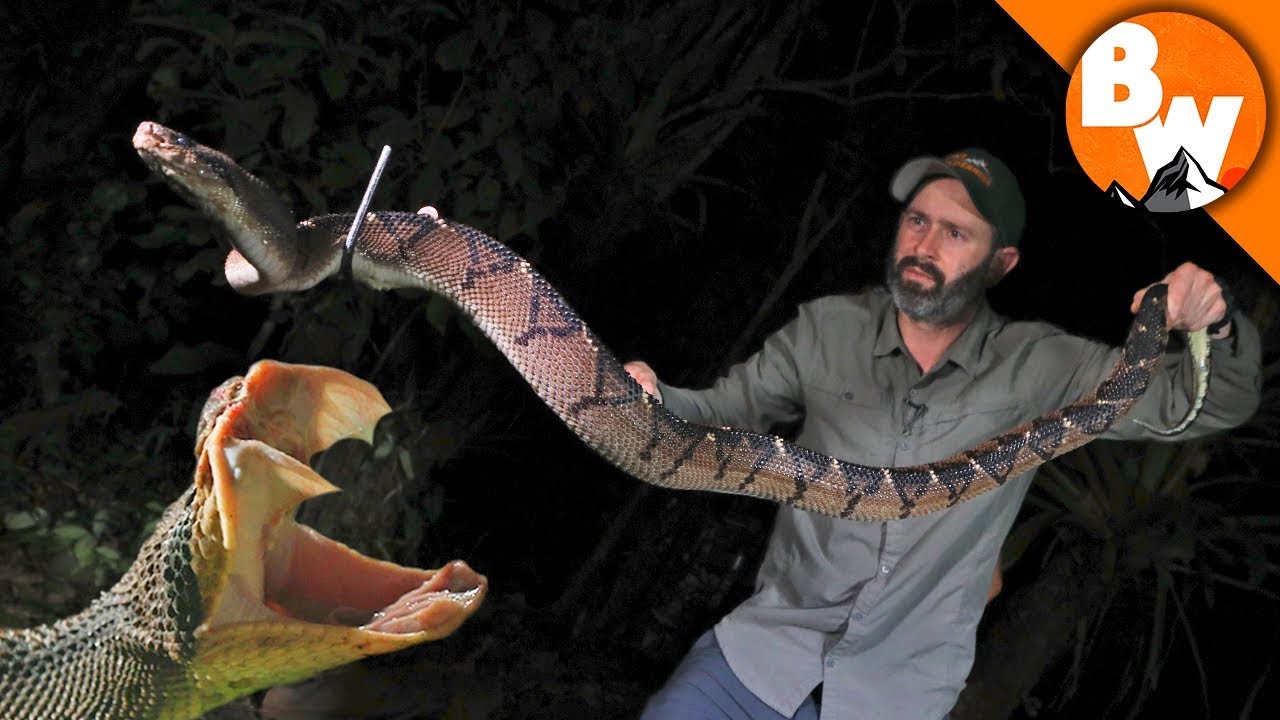 Avoid These Venomous Snake Bites at All Costs