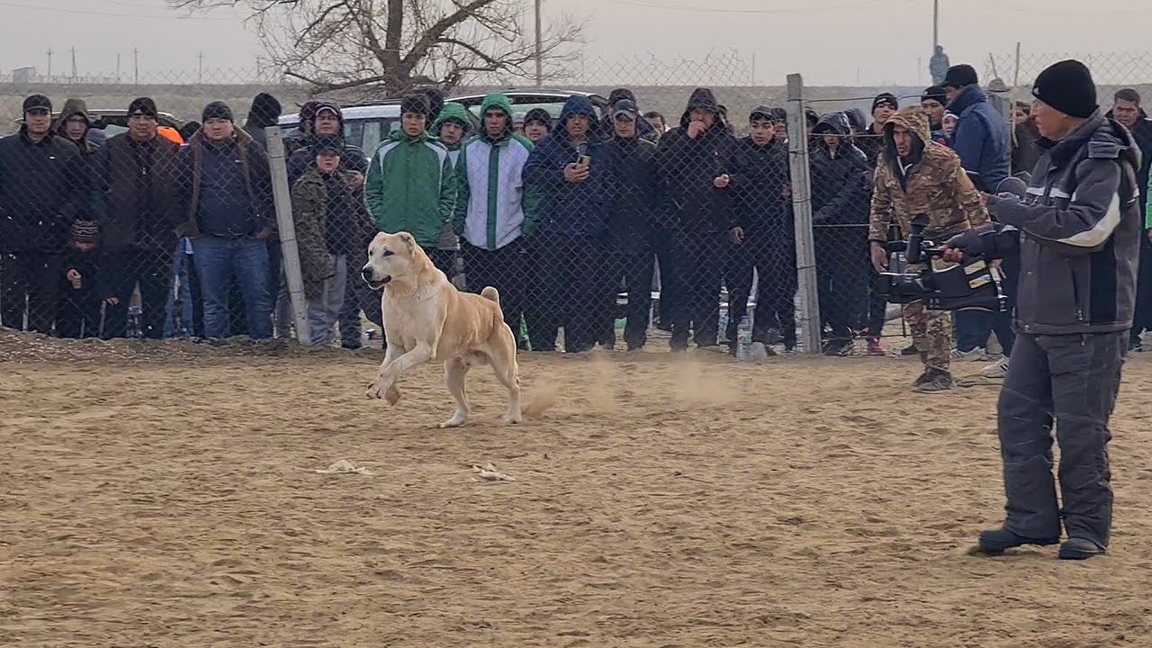 Aboriginal Alabai – WOLF CRUSHER! Complete Breed Overview!