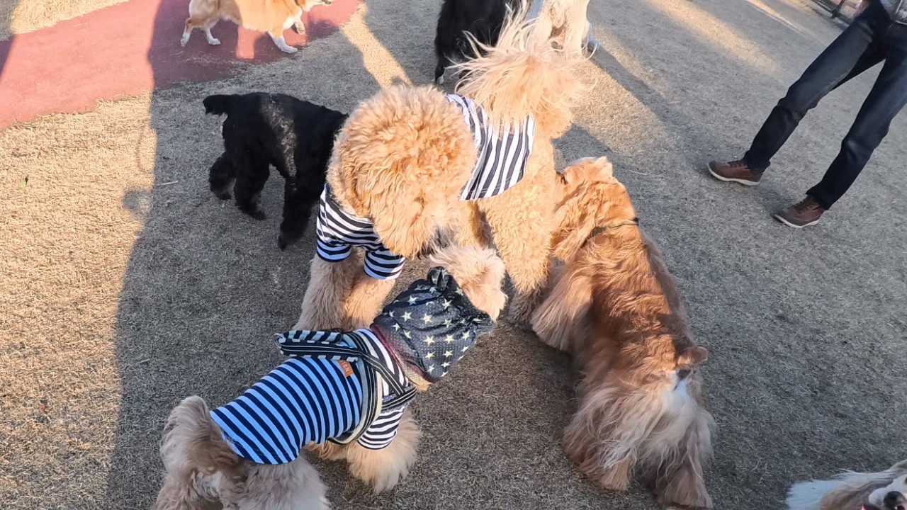 横浜最大級のドッグランに行ったら犬に囲まれました
