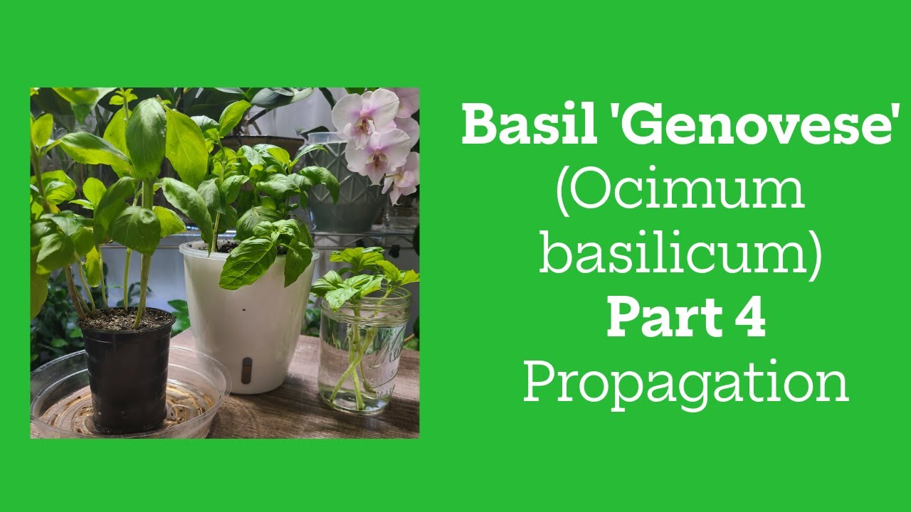 Basil 