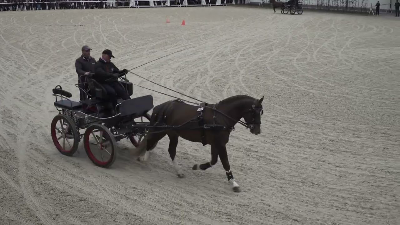 7 Attelage/Fahren TES/ST Avenches 28.02.2026 - 142 Don Dreamboy du Paradis