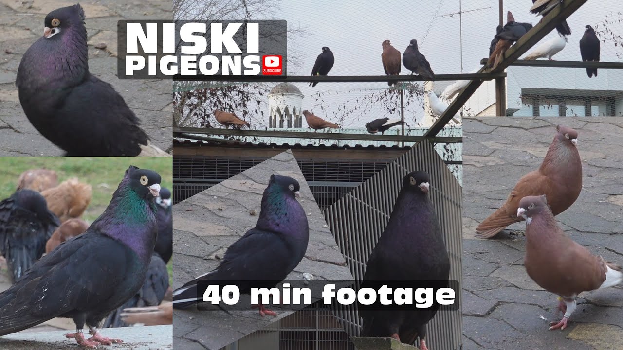 Serbian Niski Highflyer Pigeons Sweden, Niski Golubovi Visokoletaci, Pllumat Shpicat,