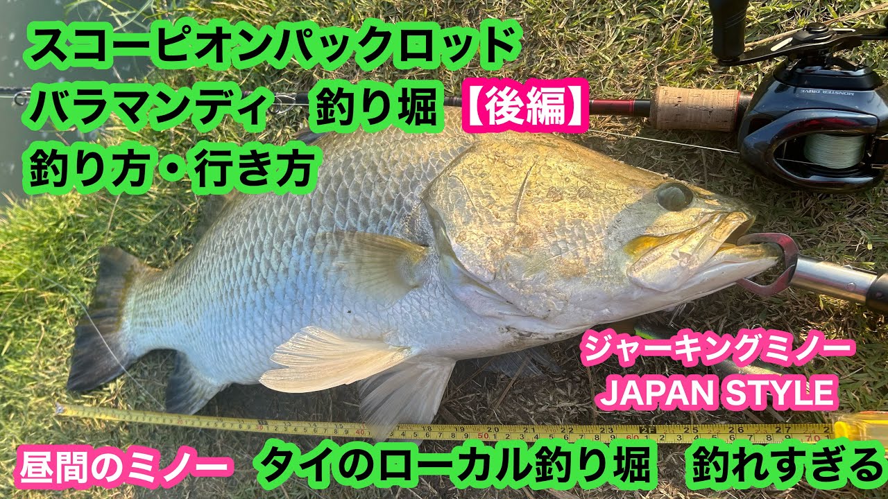 スコーピオンロッドでバラマンディ　釣り堀【後編】釣り方・行き方　ミノージャーキング　タイのローカル釣り堀は釣れすぎる‼️スコーピオンロッド15101F-5