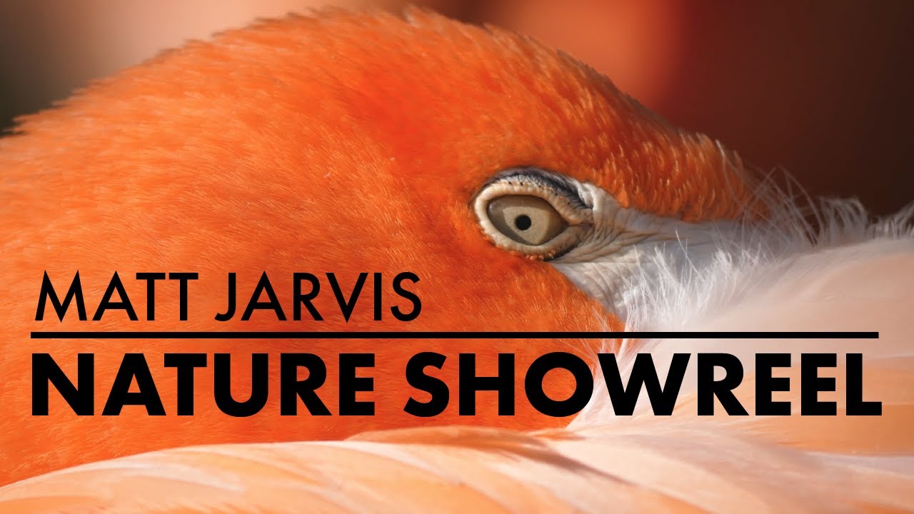 Nature Showreel