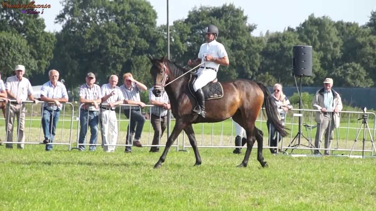 Gert van den Hof, Show Zadelmak Maken, 2e Merrie in Haulerwijk 25 Augustus 2013