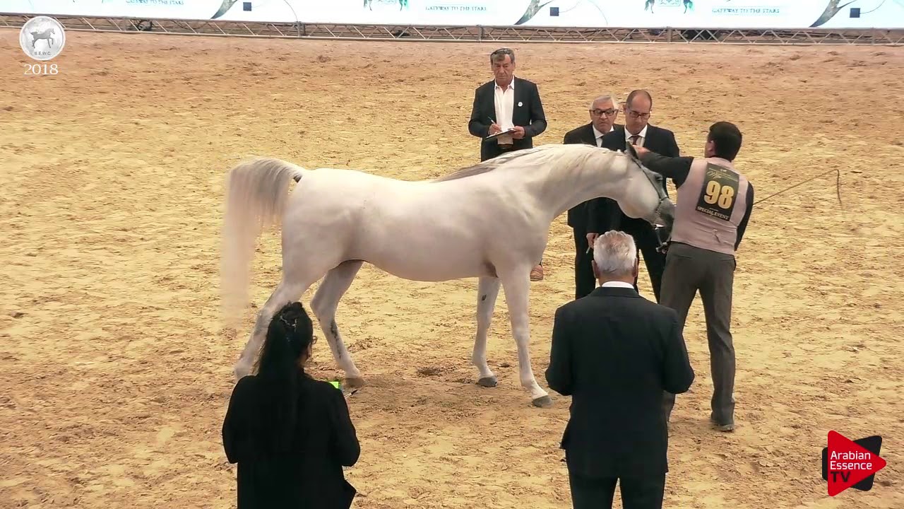 N.98 AL RAHEEB AA - SEWC 2018 - Senior Stallions (Class 5B)