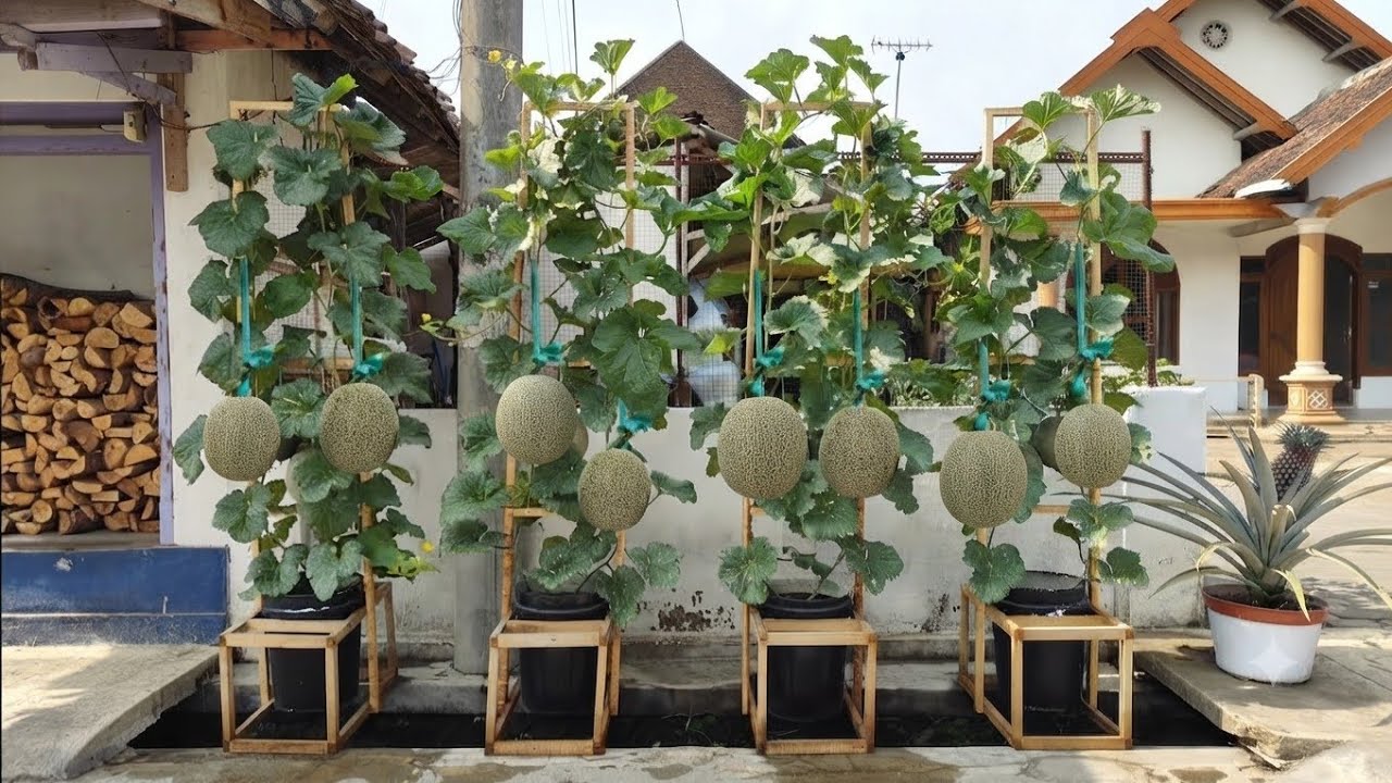 cara menanam melon dipot supaya berbuah lebat  || how to plant melons in pots
