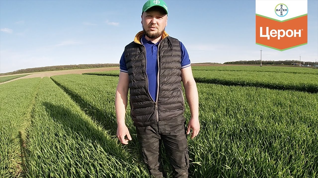 Який морфорегулятор потрібен озимому ячменю?