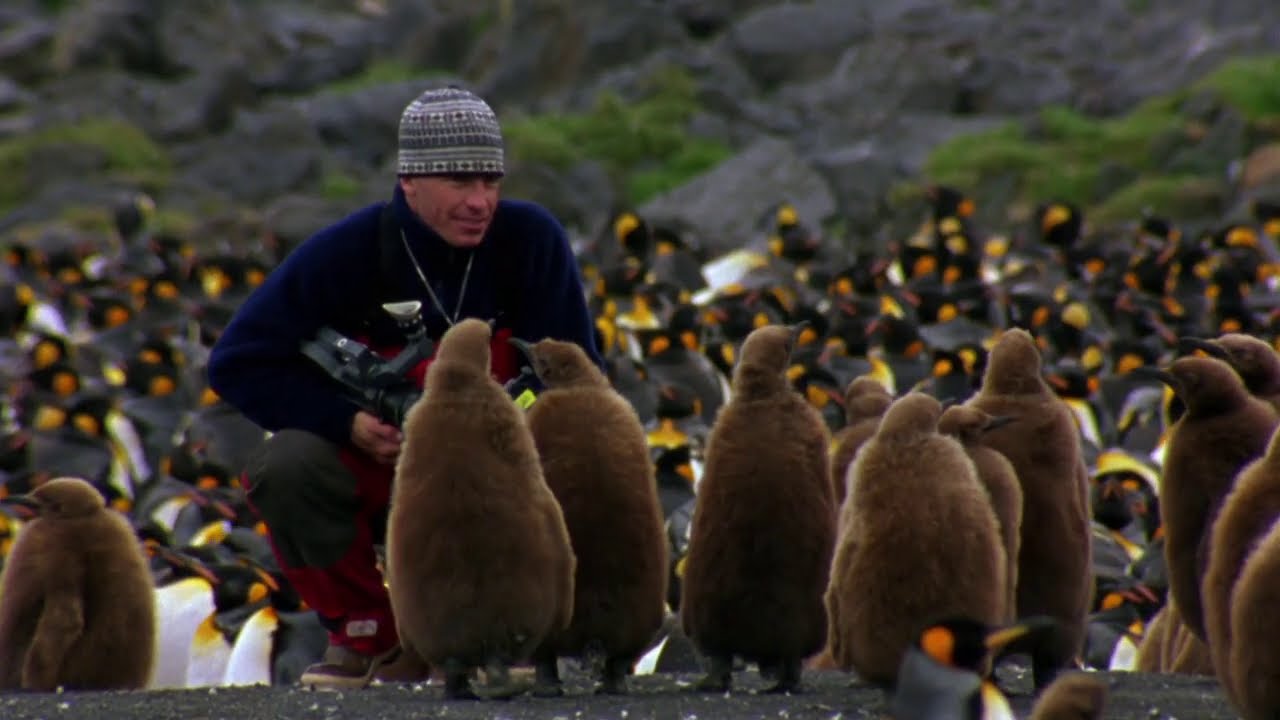 Encounter with king penguins