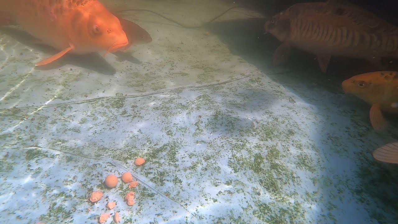 First video of Koi carp, Common carp, Mirror carp and other pond fish in my Pond feeding on bait!