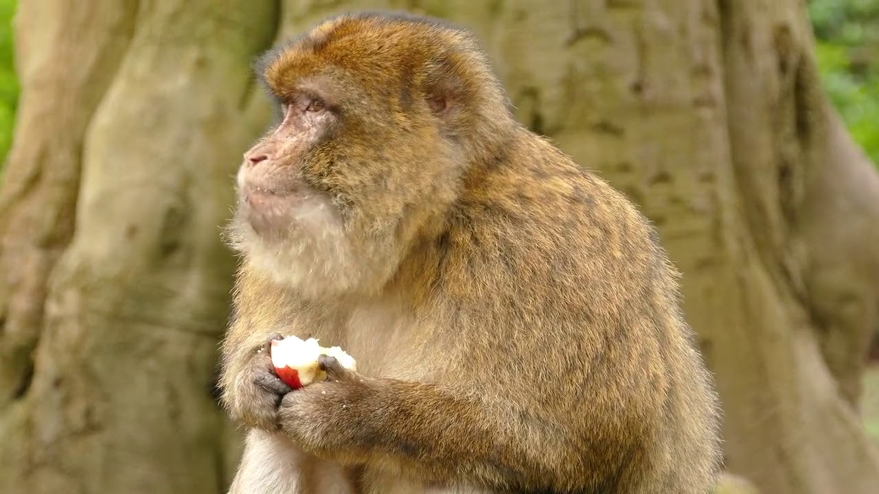 Funny monkey video