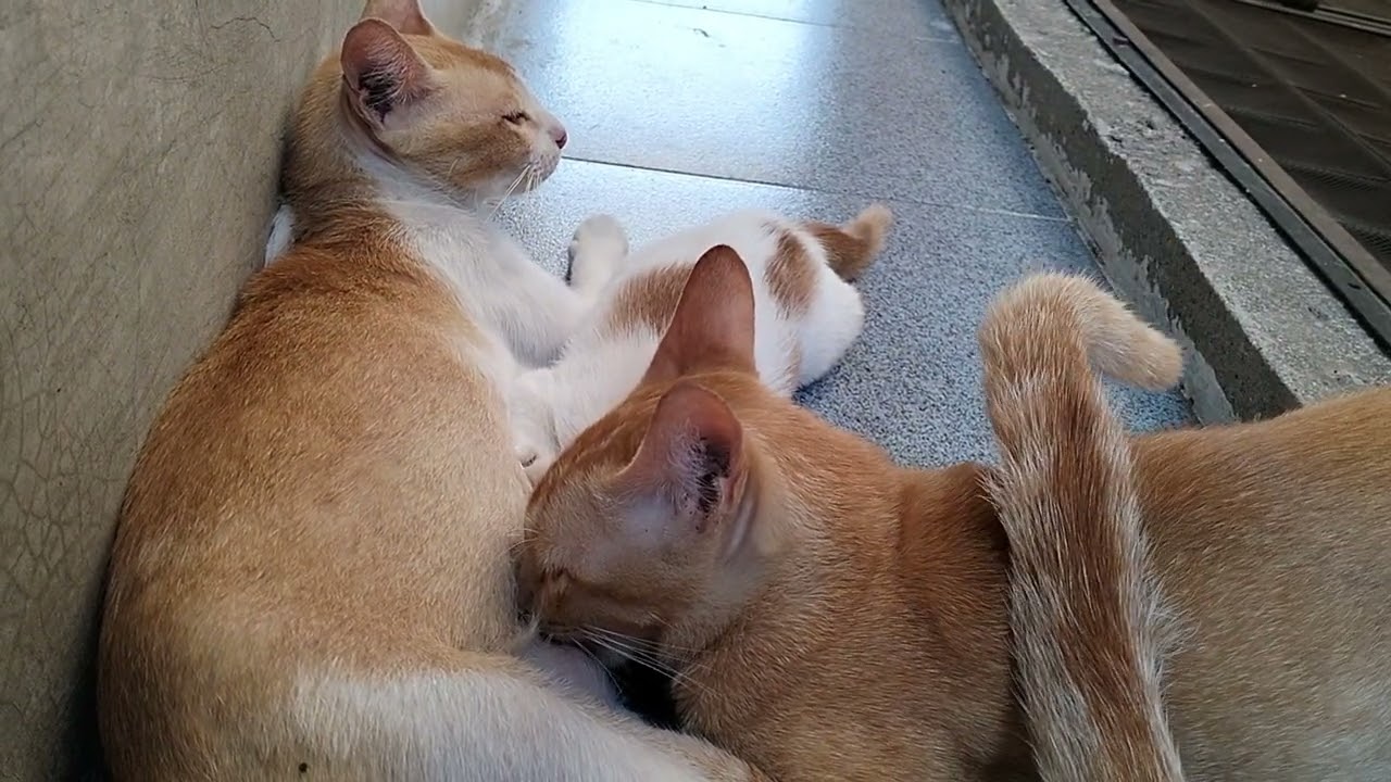 BERBUKA PUASA BERSAMA SI ADIK DENGAN IKUT MENYUSU #anakkucing #udahgedemasihmimik #oyen #kitten 