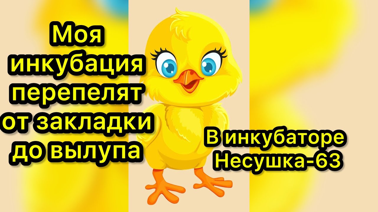 Моя инкубация перепелов от закладки яйца до вылупа в Несушке-63