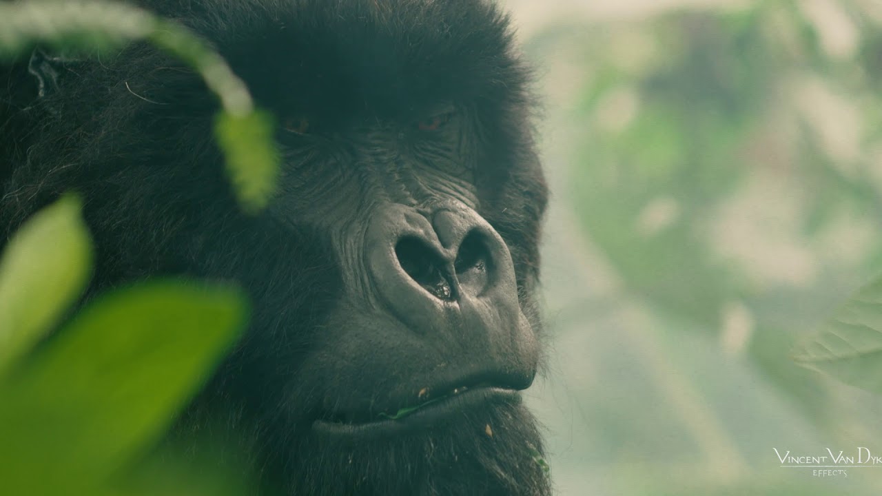 Gorilla Suit