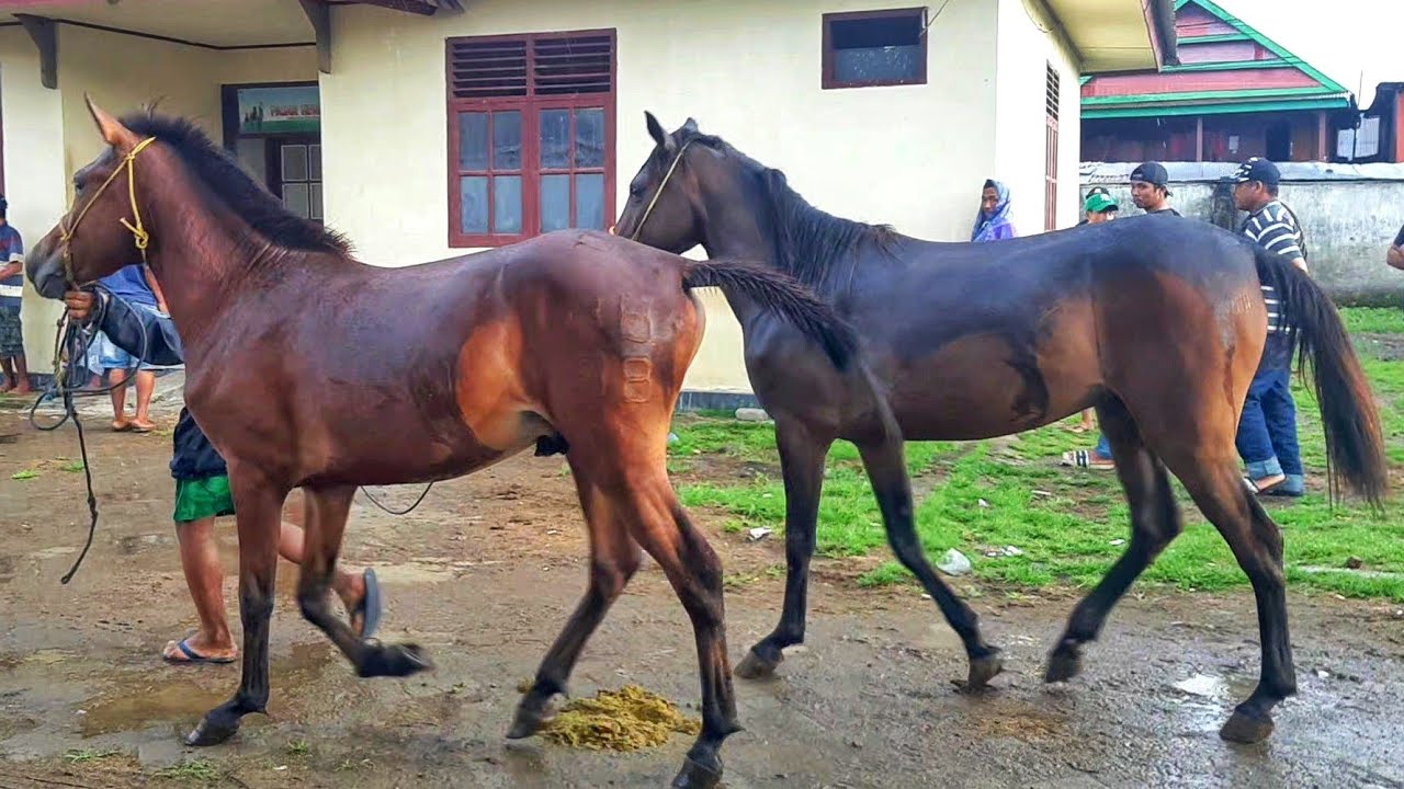 HORSE TRADERS ARRIVING AT THE WORLD'S LARGEST HORSE MARKET