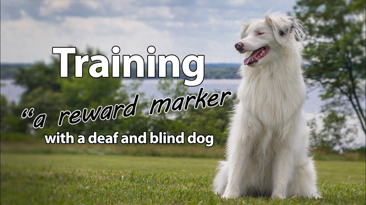 Training a Reward Marker With a Deaf/Blind Dog