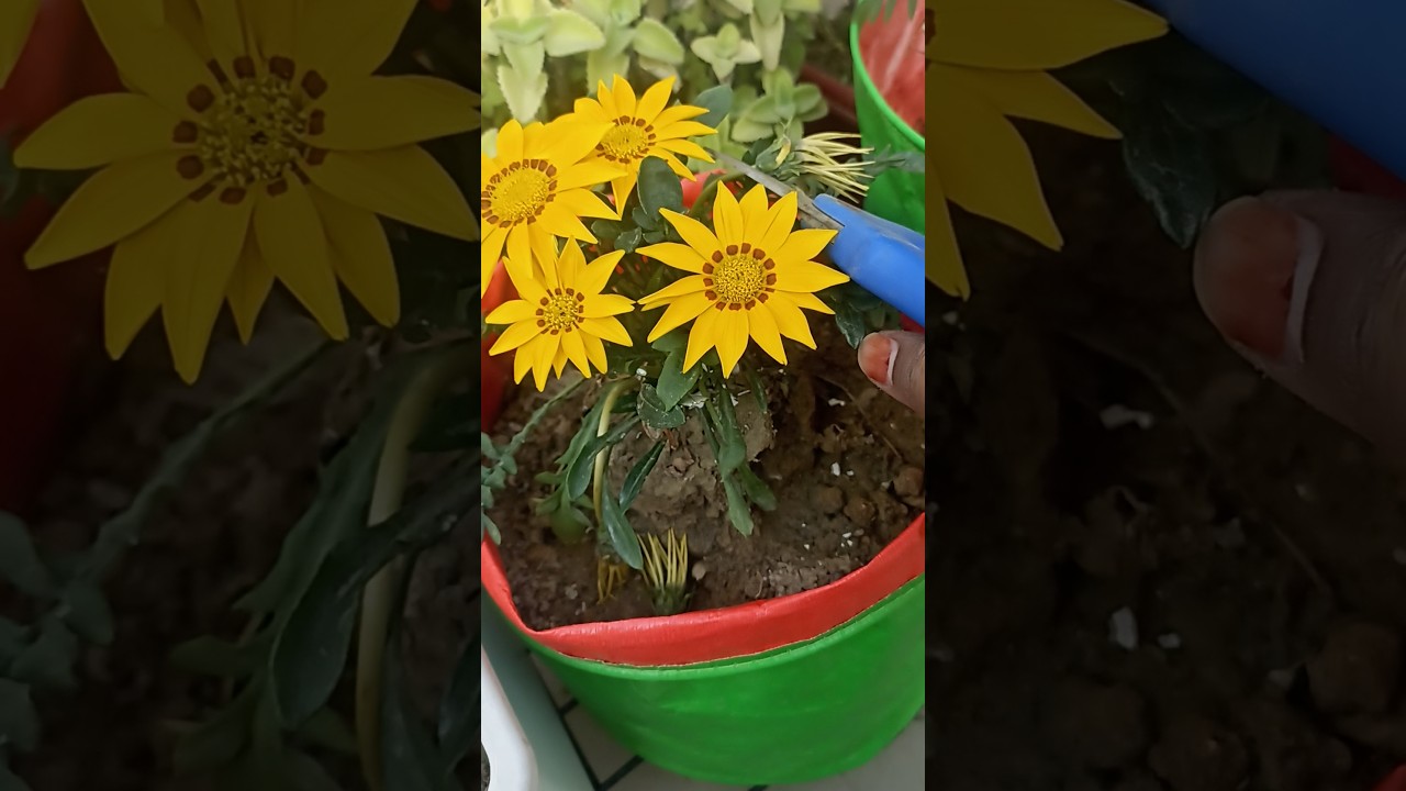 gazaaniya flower 