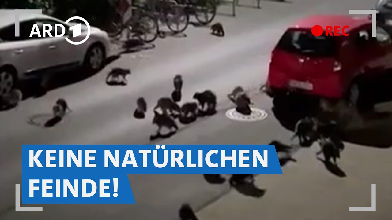 Waschbärenplage in Deutschland? Wie Stadtjäger gegen die invasive Art vorgehen 🦝 | Marktcheck SWR