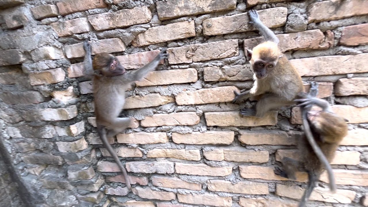 they are like spiders that harbor insects