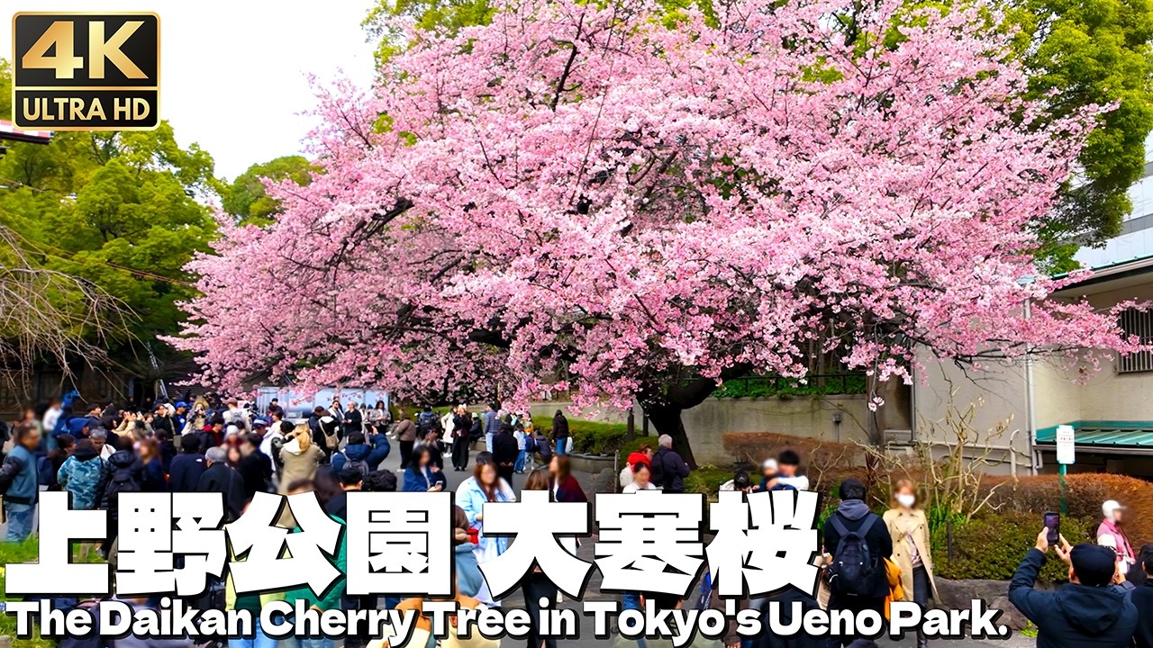 [4K]🇯🇵 外国人観光客で賑わう観光地 上野公園 大寒桜 2026 / Cherry blossoms bloom in Tokyo's popular tourist spot, Ueno.