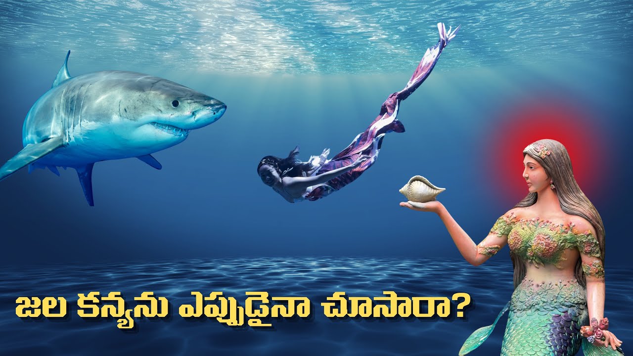 Aquarium Paradise Bengaluru లొ జల కన్యలు🧜🏼‍♀️🐳 మరియు సముద్రం లొ నివసించే జీవులు🐬🐠