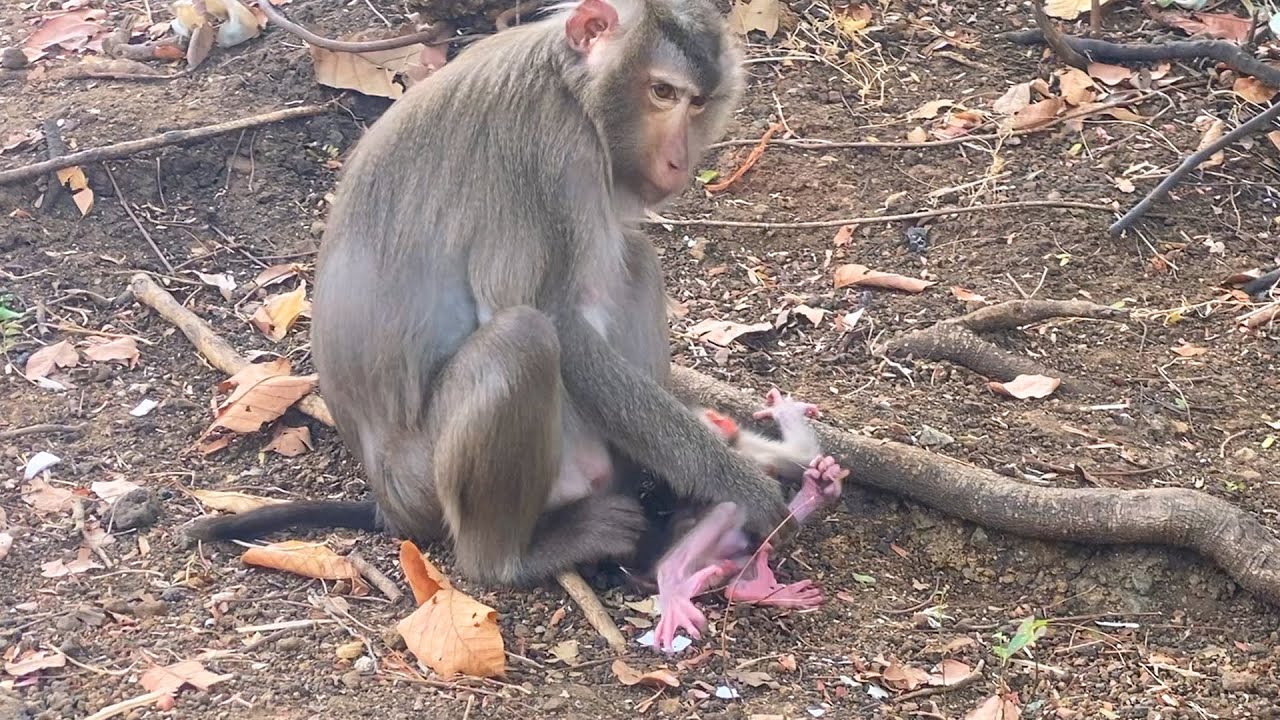 🐒 Baby Monkey Refuses to Walk — Choosing Mama’s Comfort Instead 💛🌿