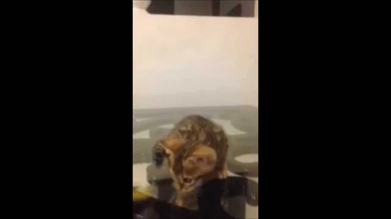 The Antics of a 6 week old Bengal Kitten
