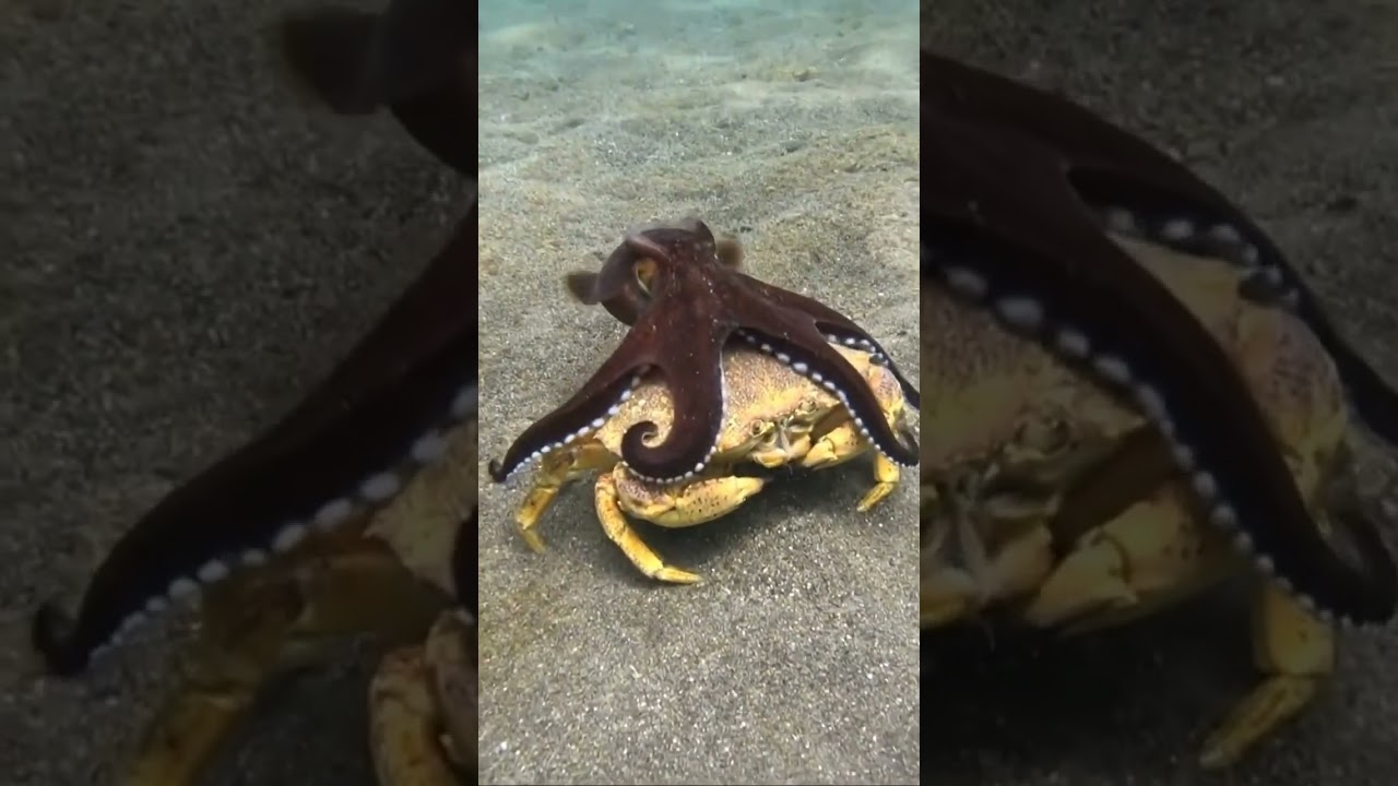 Giant squid hunts and crushes crabs alive - Squid fights crabs.