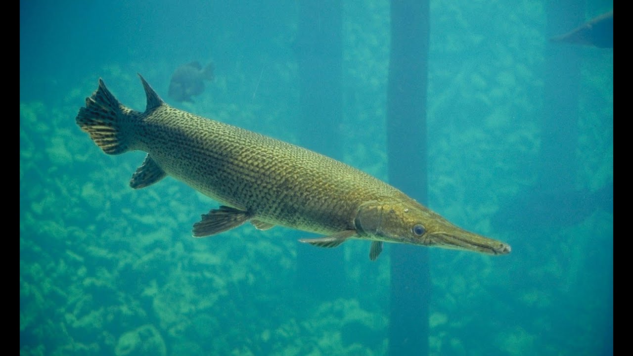Blue Springs State Park snorkeling with hundreds of alligator gar