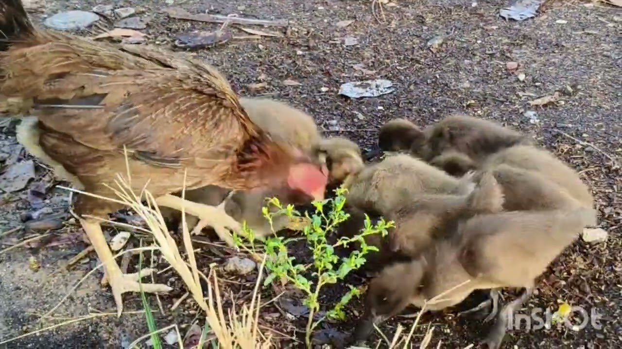 Babies ducks eat feed so yummy #shortvideo #reels 
