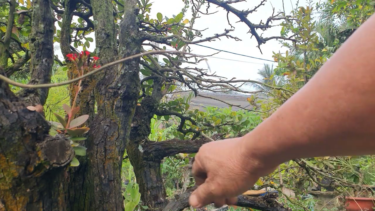 Chăm sóc cây cẩm thị chơi tết.