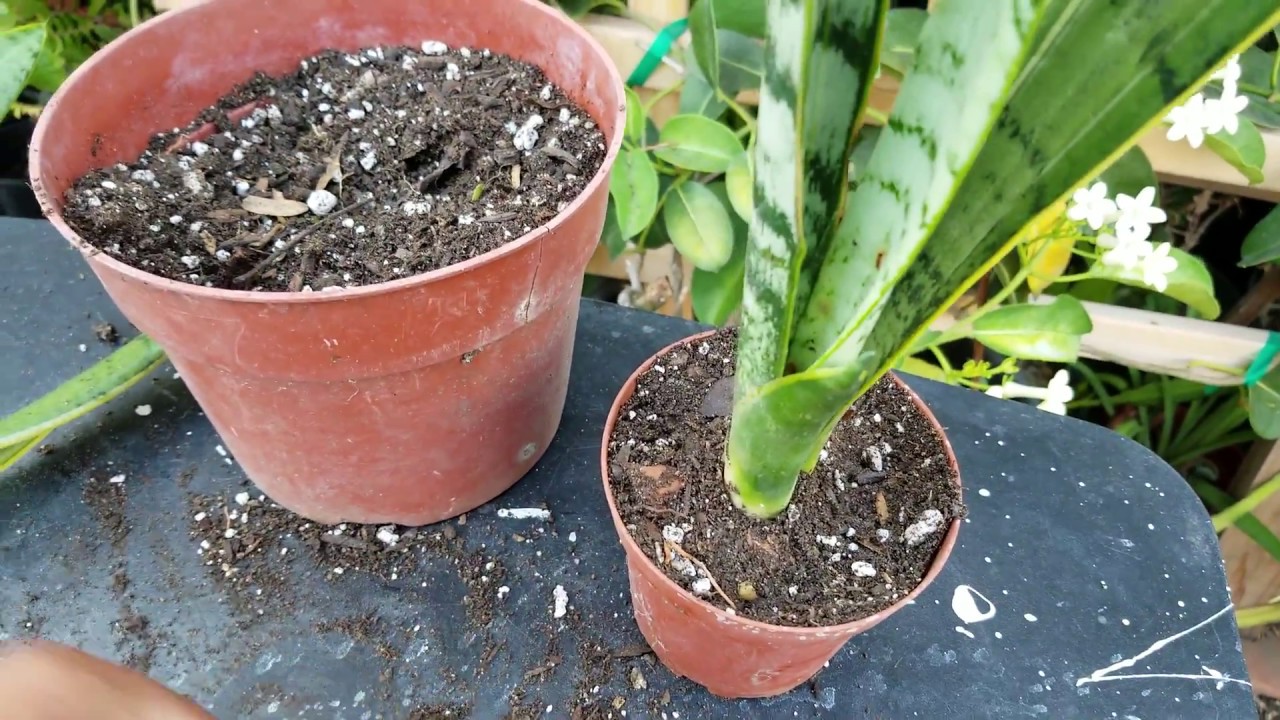 Como reproducir, la planta, lengua de suegra.