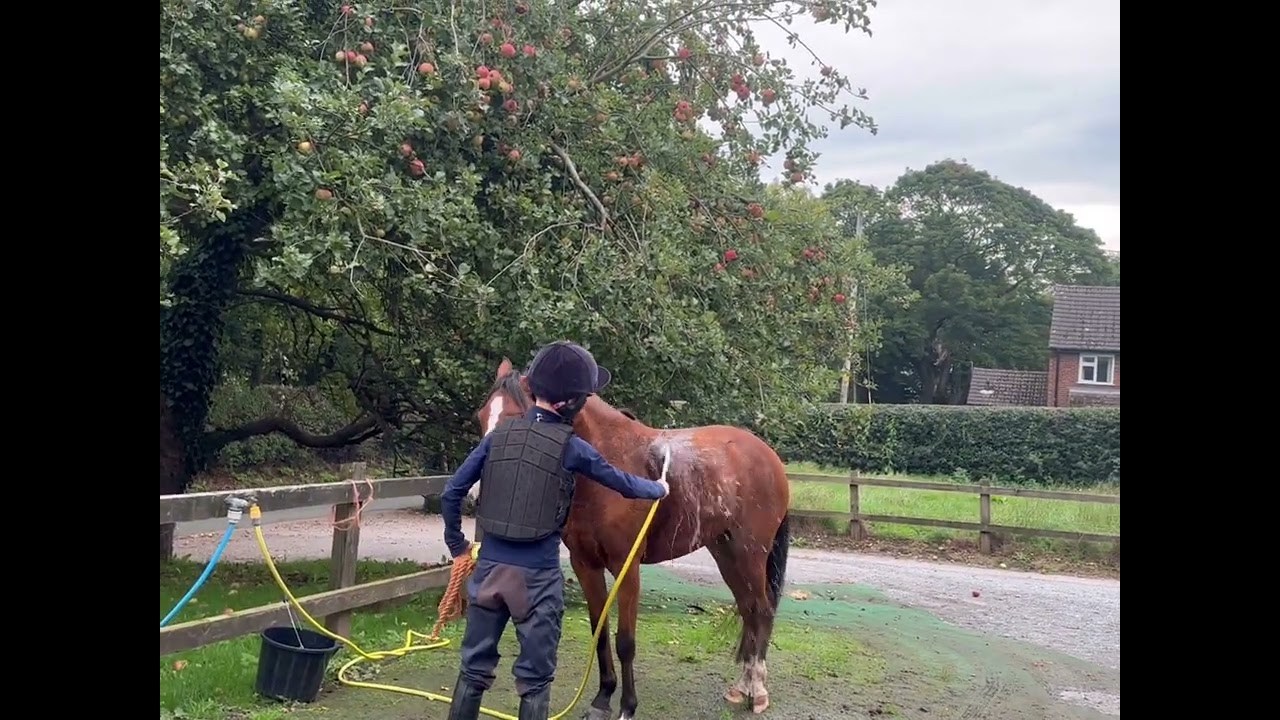 SUMMER 12.2HH 5 YEAR OLD MARE 