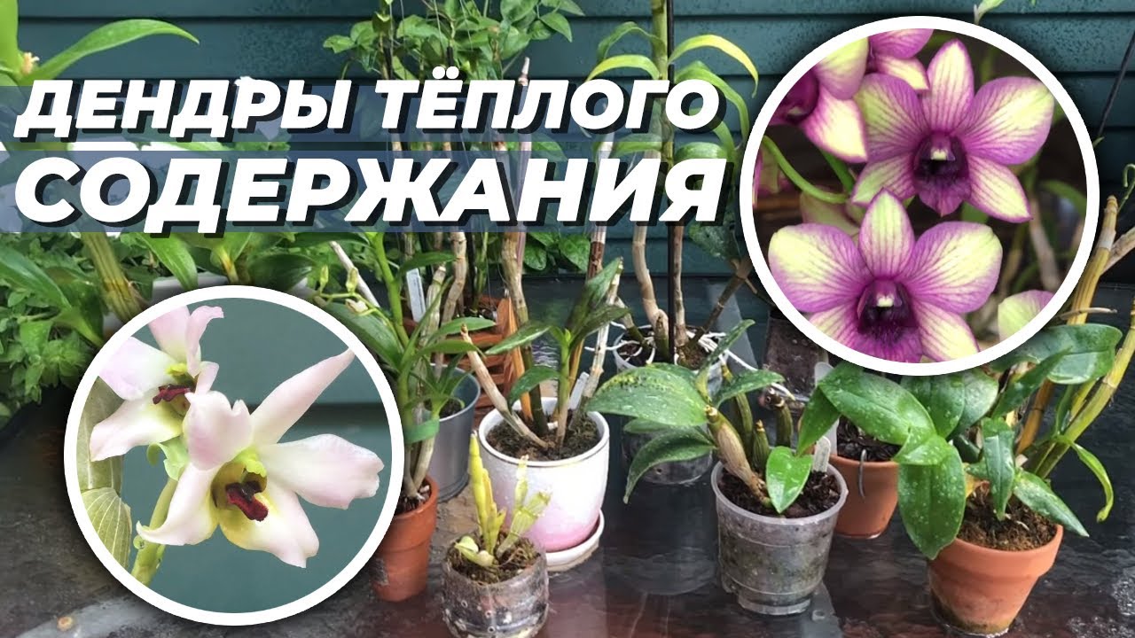 Часть 11. Инвентаризация орхидей. 16 дендробиумов тёплого содержания. Дендрофалы, спектабиле, и др