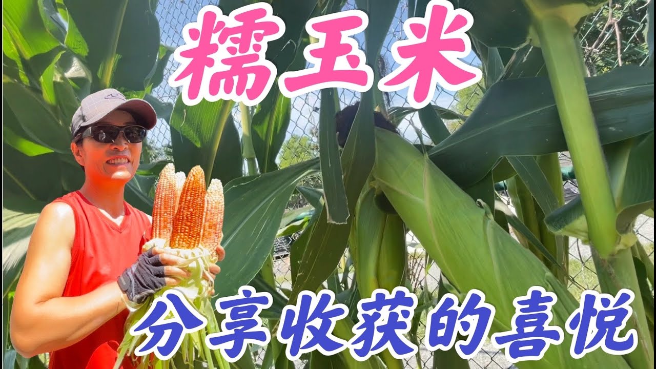 糯玉米，分享收获的喜悦。#家庭有机种植