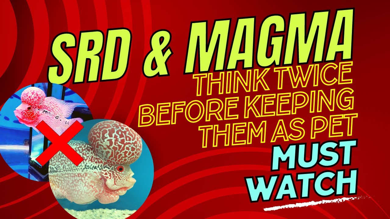 Never Keep SRD & Magma Flowerhorn Fish as a Pet - They are Not Healthy Fish || White Poop Problem
