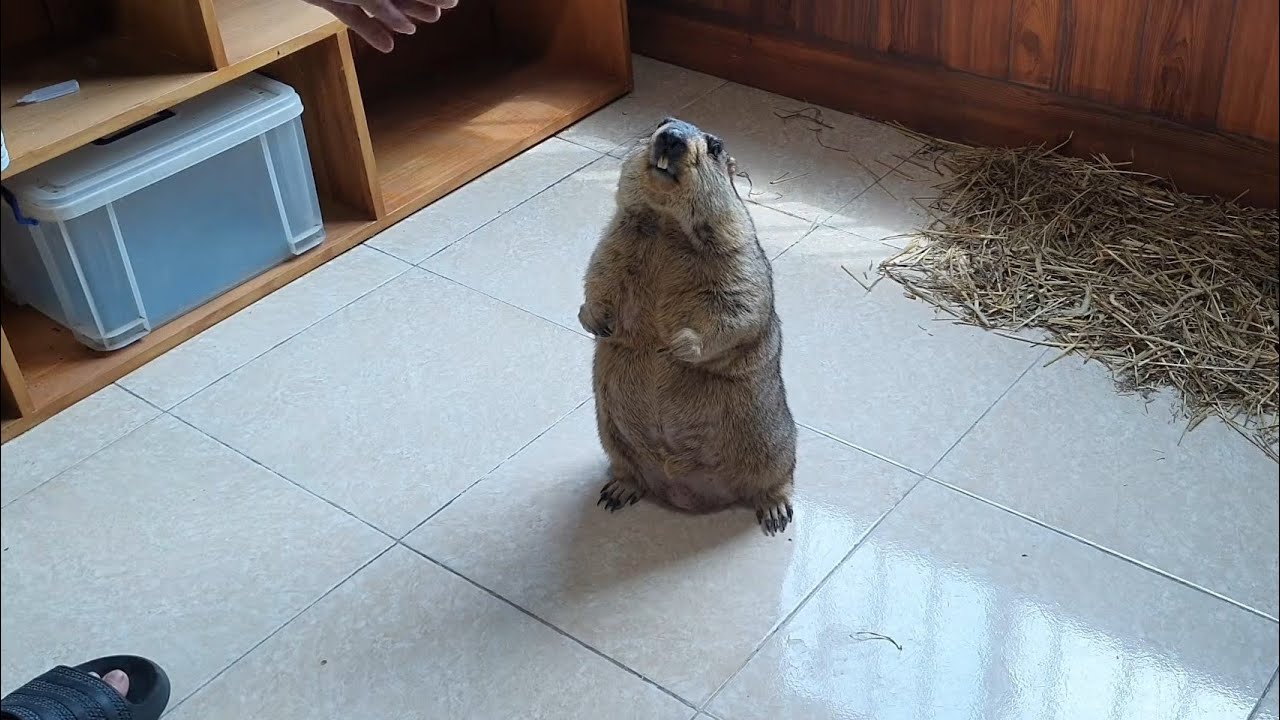 Chcę, żeby świstak się położył.