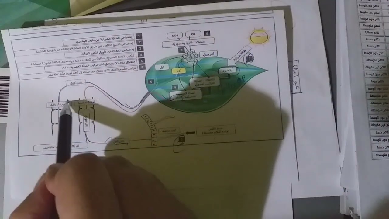 حوصلة التغذية عند النبات الأخضر للسنة الأولى ج.م.ع.ت