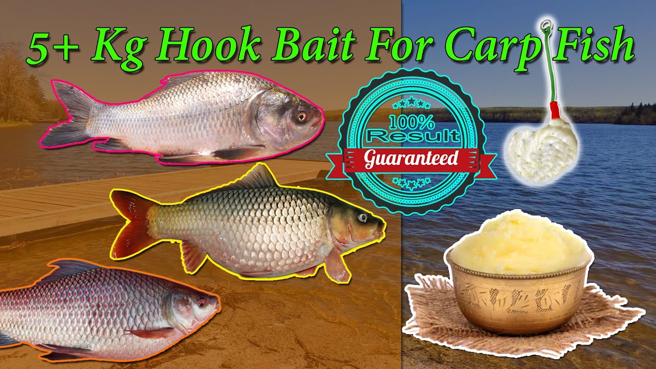 5+Kg Fish Hook Bait Specially For Carp 100% Result Insha Allah