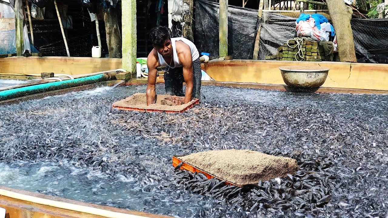 Aquaculture Of Catfish Farming In Cement Tank || Catfish Farming - Freshwater Aquaculture