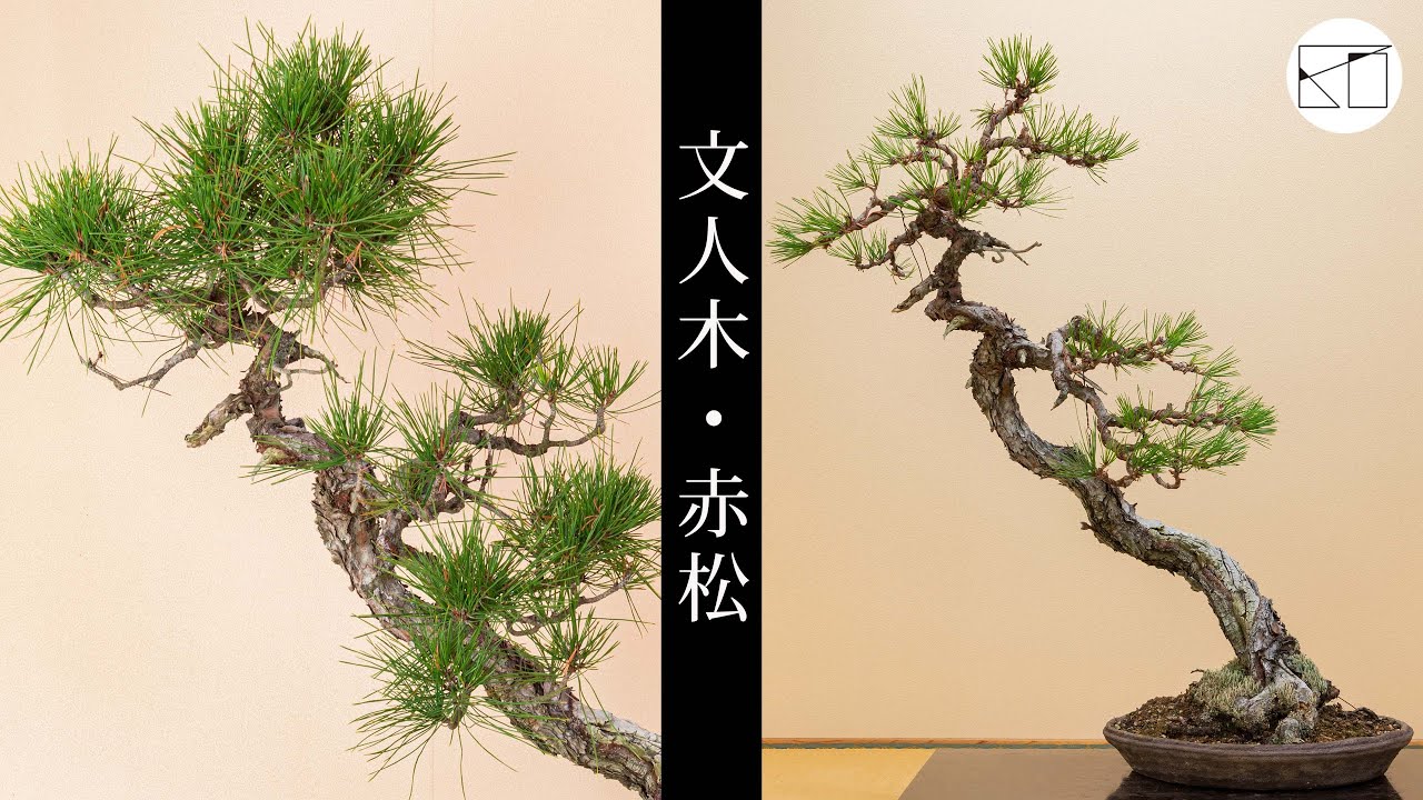 【文人樹形】赤松盆栽の古葉取りと針金かけによる整姿作業
