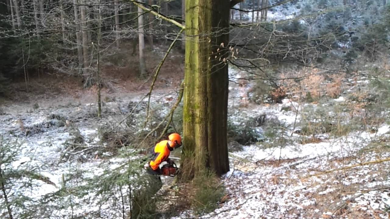 Felling a Big Fagus sylvatica