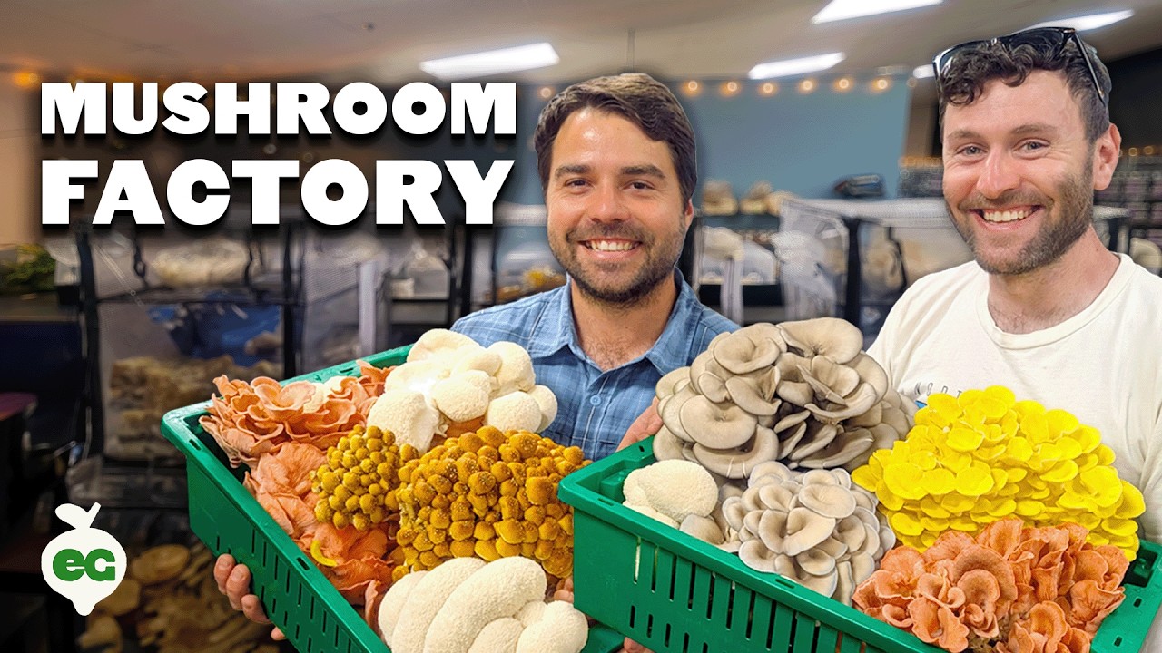 THIS is How Mushrooms Are Made 🍄🏭