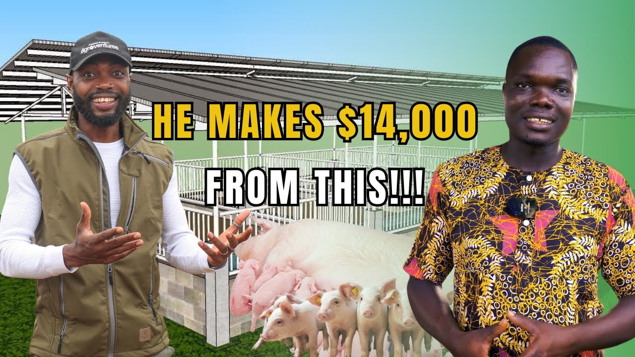 MEET THE BASIC SCHOOL HEADMASTER WHO MAKES OVER GHS 200,000 FROM PIG FARMING