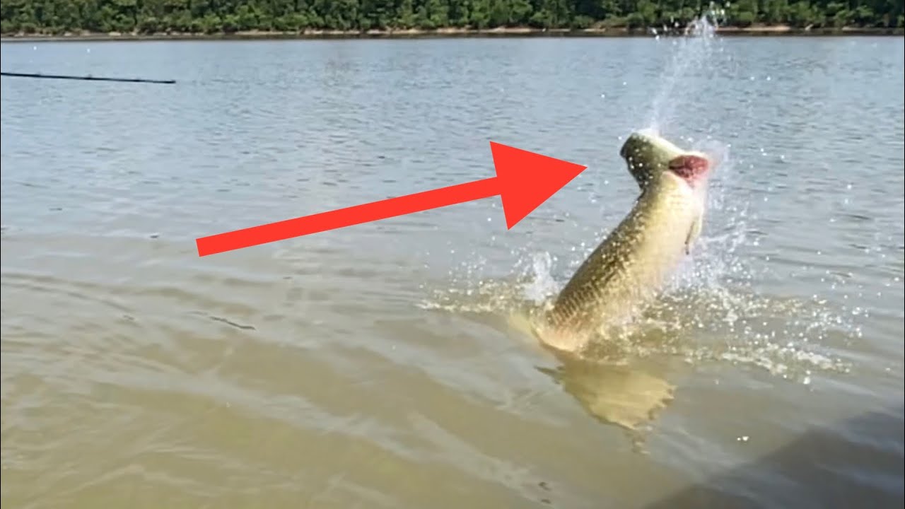 ESSA ISCA É O TERROR DOS PIRARUCUS - PEIXE MONSTRUOSO
