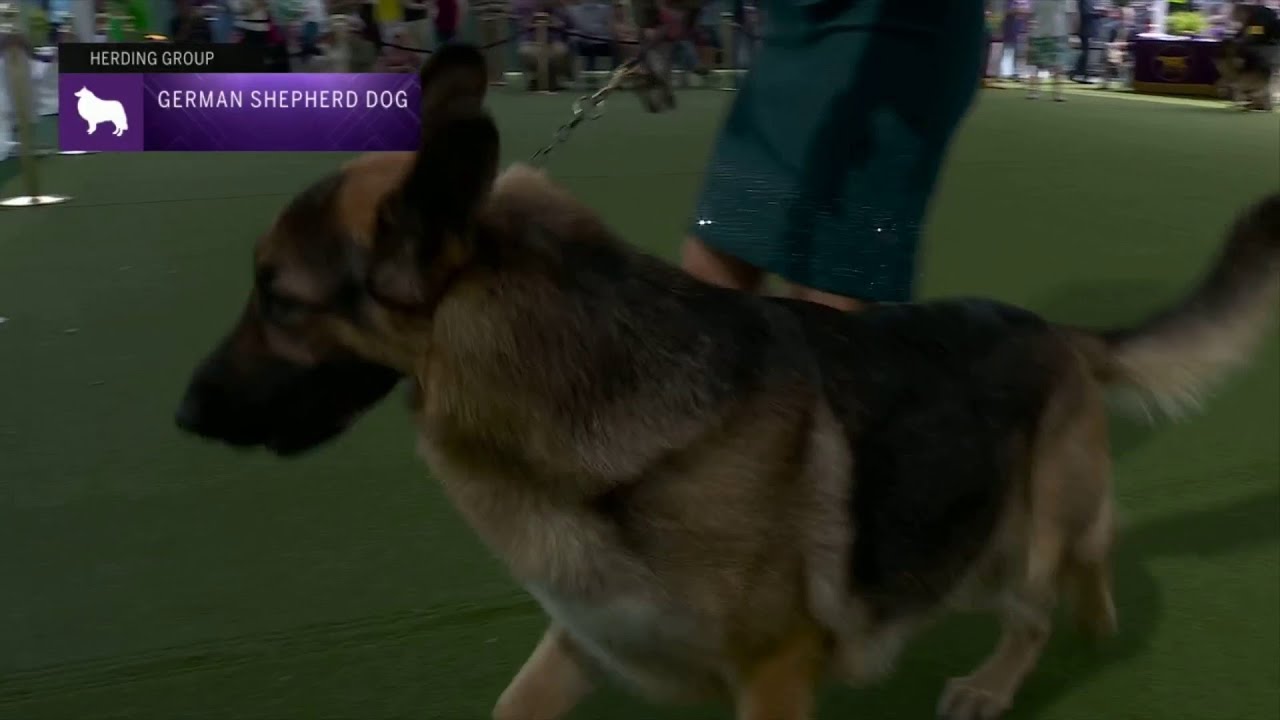 German Shepherd Dogs | Breed Judging 2023