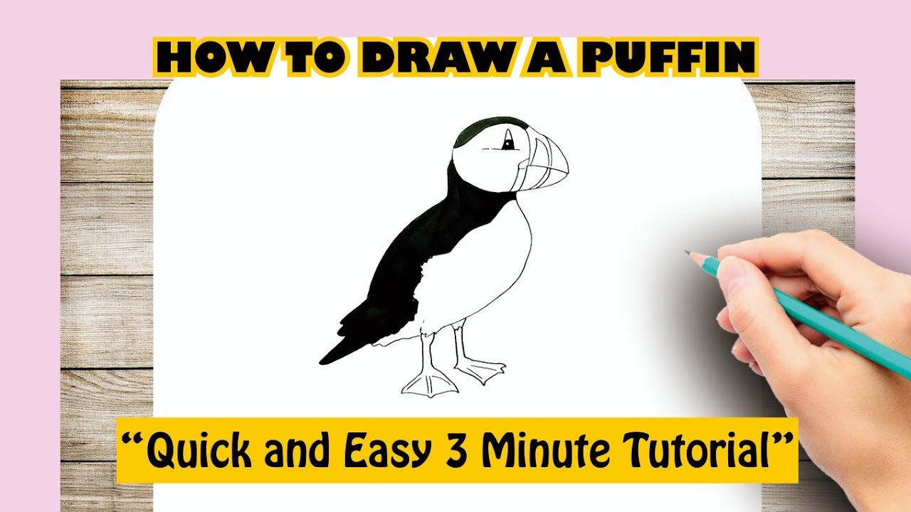 How to draw a PUFFIN