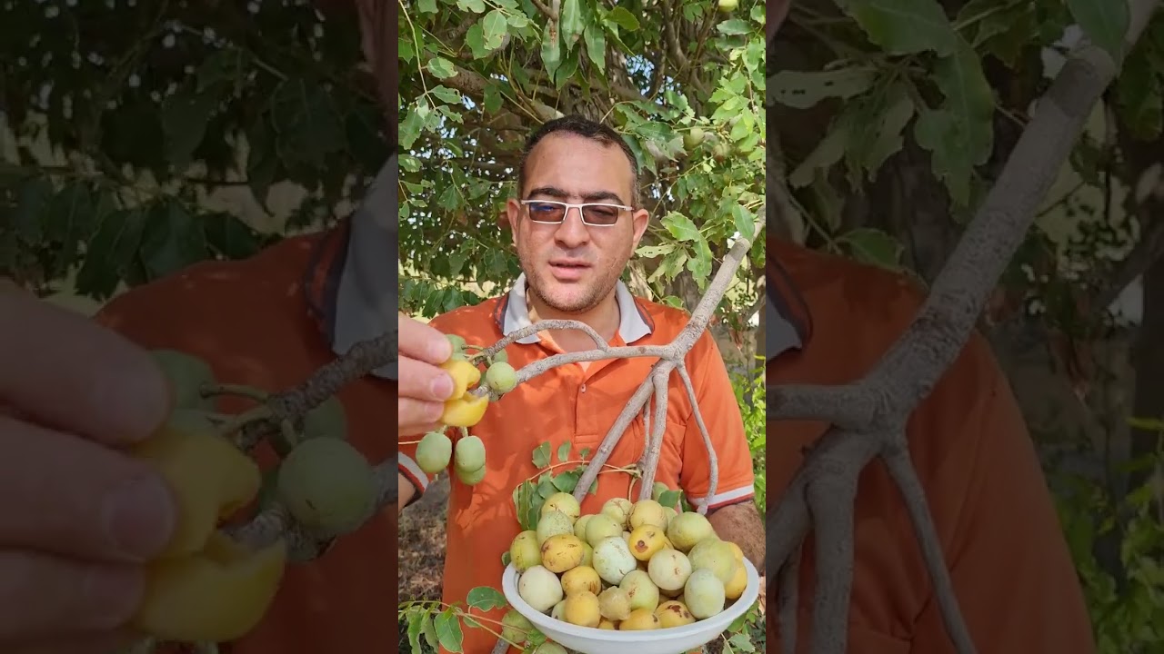 لمبج/بملج/همبوحصاء/مارولا ...فاكهة نادرة