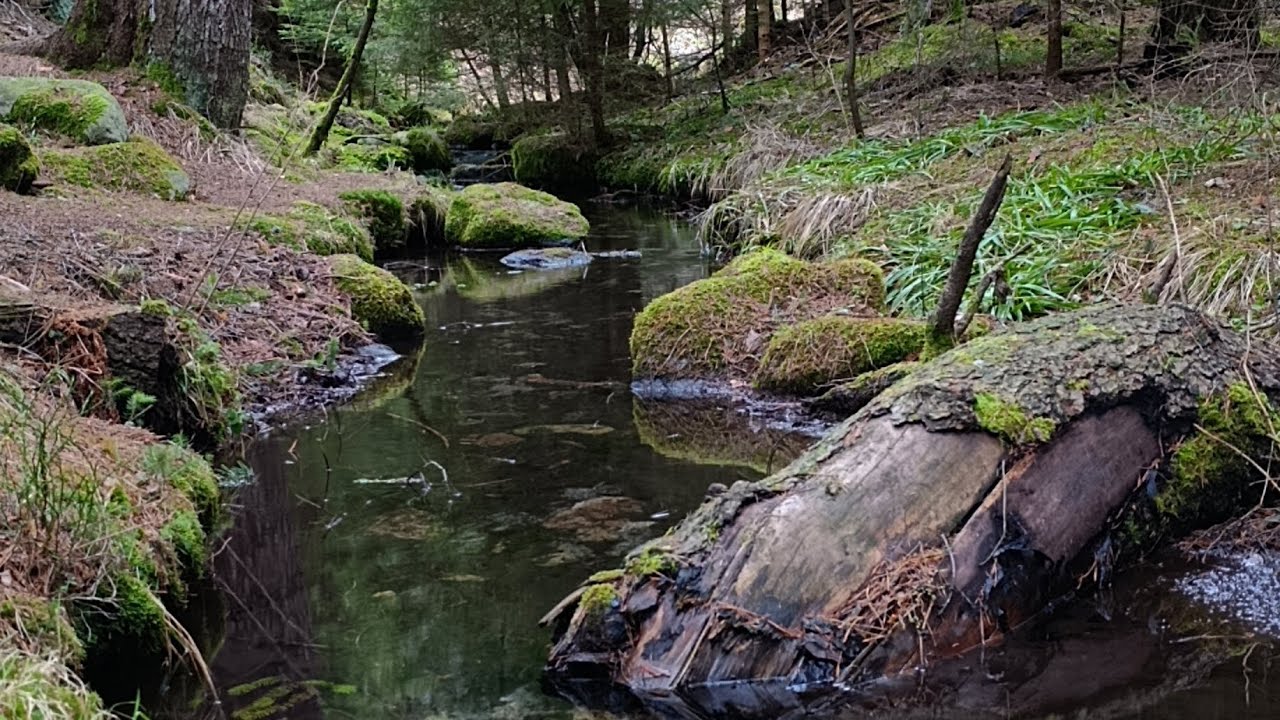 Voda v lese 2 🦫🌲#water in #forest 